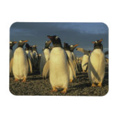 Gentoo Penguins (Pygoscelis papua), Falkland Magneet (Horizontaal)