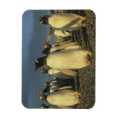 Gentoo Penguins (Pygoscelis papua), Falkland Magneet (Verticaal)