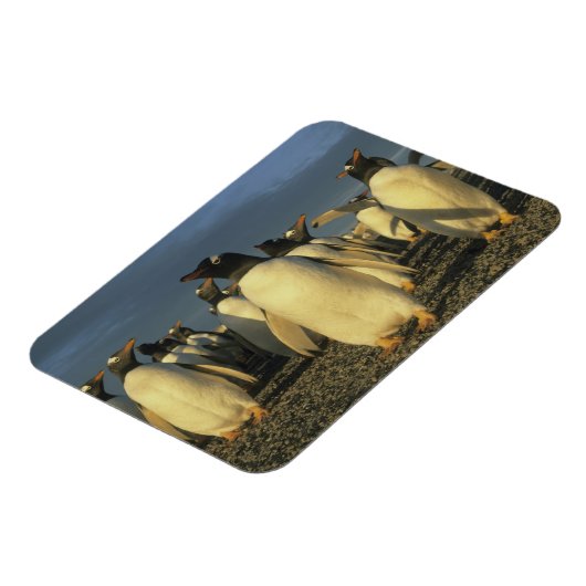 Gentoo Penguins (Pygoscelis papua), Falkland Magneet (Linkerzijde)