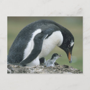 Gentoo Pinguïn, (Pygoscelis papua), Falkland Briefkaart