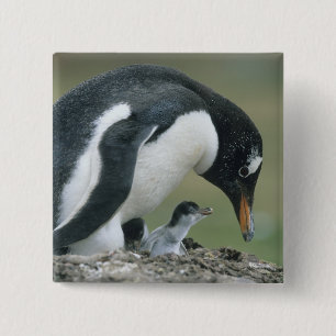 Gentoo Pinguïn, (Pygoscelis papua), Falkland Vierkante Button 5,1 Cm
