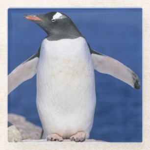 Gentoo Pinguïn Pygoscelis papua) Haven Glazen Onderzetter