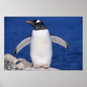 Gentoo-pinguïn Pygoscelis papua) haven Poster