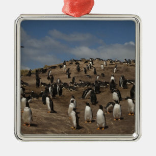 Gentoo-pinguïn (Pygoscelis papua) kolonie op West Metalen Ornament