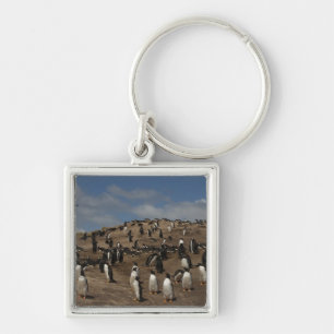 Gentoo-pinguïn (Pygoscelis papua) kolonie op West Sleutelhanger