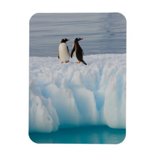 gentoo-pinguïn, Pygoscelis Papua, op gletsjerijs Magneet