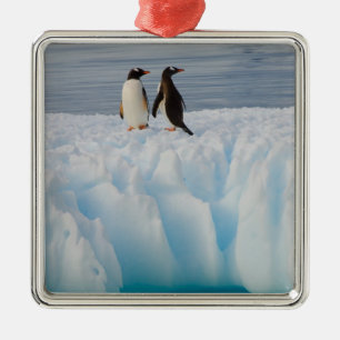 gentoo-pinguïn, Pygoscelis Papua, op gletsjerijs Metalen Ornament