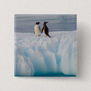 gentoo-pinguïn, Pygoscelis Papua, op gletsjerijs Vierkante Button 5,1 Cm