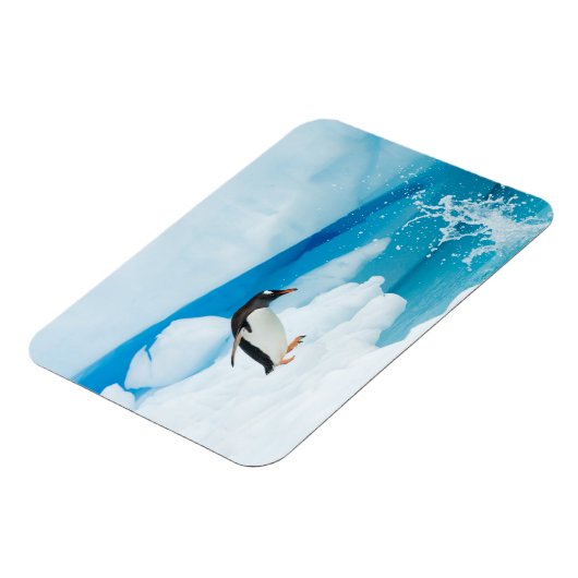 Gentoo-pinguïn, Pygoscelis Papua, springt eraf Magneet (Linkerzijde)
