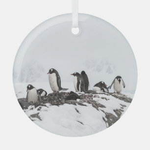 Gentoo pinguïns, Antarctica, Vernadsky Station. Glas Ornament