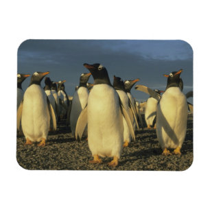 Gentoo-pinguïns, (Pygoscelis papua), Falkland Magneet