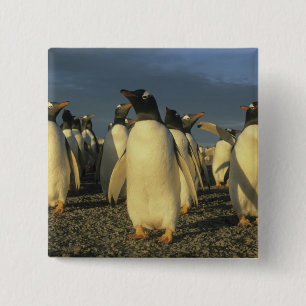 Gentoo-pinguïns, (Pygoscelis papua), Falkland Vierkante Button 5,1 Cm