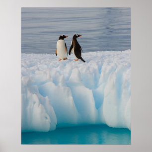 gentopenguin, Pygoscelis Papua, op ijsazijn Poster