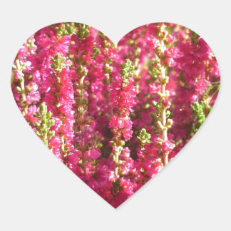 Genus Erica pink Hart Sticker