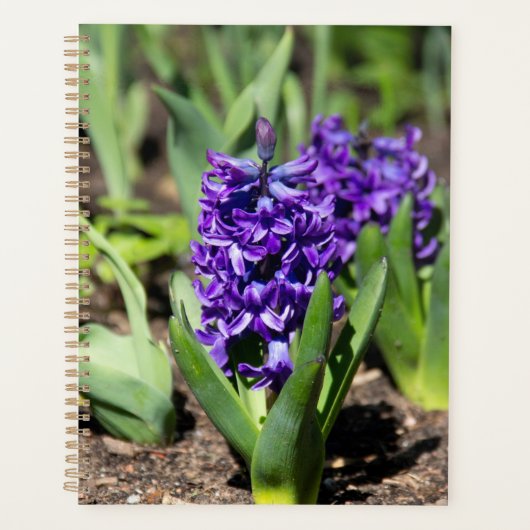Géocinthe bleue au printemps (Devant)