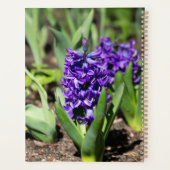 Géocinthe bleue au printemps (Dos)