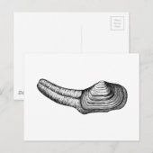 Geoduck Clam (afbeelding zwart-wit) Briefkaart (Voorkant / Achterkant)