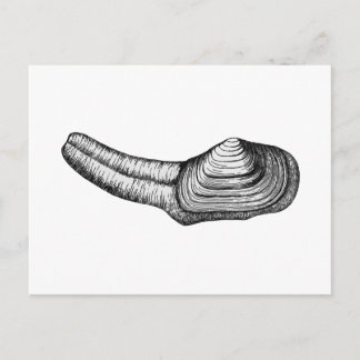 Geoduck Clam (afbeelding zwart-wit) Briefkaart