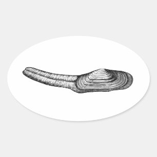 Geoduck Clam (afbeelding zwart-wit) Ovale Sticker
