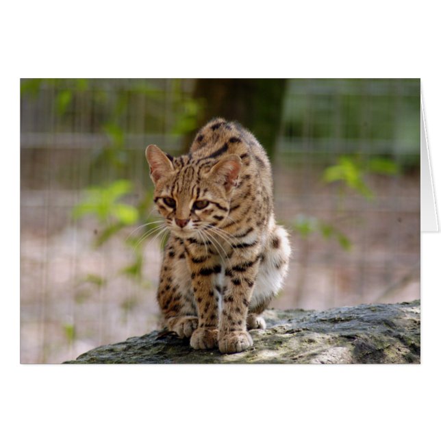 geoffroy-cat-021 (Devant horizontal)