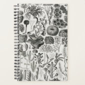 Géologie du corail fossile Minéraux Polypi (Devant)