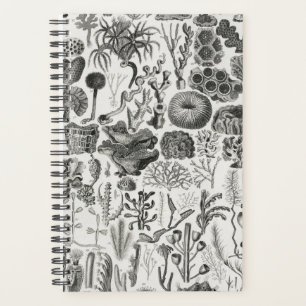 Géologie du corail fossile Minéraux Polypi