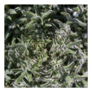 geometrisch wild plant perfect poster