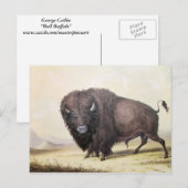 George Catlin - Bull Buffalo Briefkaart (Voorkant / Achterkant)