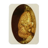 George Stubbs | Sleeping Leopard, 1777 (amel on Magneet (Verticaal)