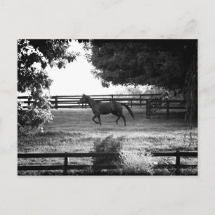 Georgia Horse Runing in Summer Briefkaart Card