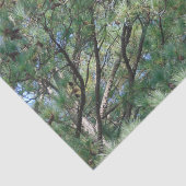 Georgia Pine Tree Branches 074 Tissuepapier (Detail)