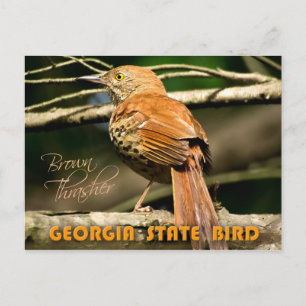 Georgia State Bird - Brown Thrasher Briefkaart