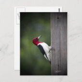 Georgia Woodpecker Briefkaart (Voorkant / Achterkant)