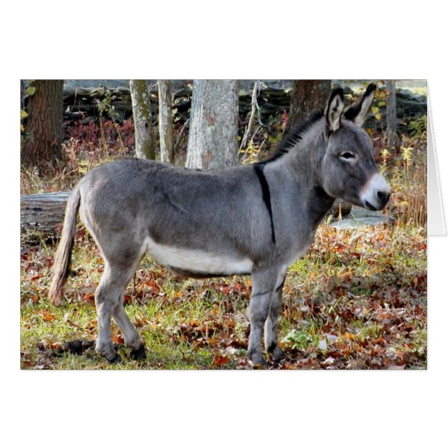 Georgie (Voorkant Horizontaal)