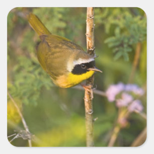 Geothlypis trichas) mannen, vierkante sticker
