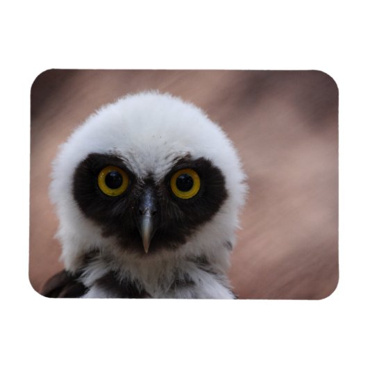 Gepantserde boomkorren magneet (Horizontaal)