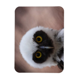 Gepantserde boomkorren magneet