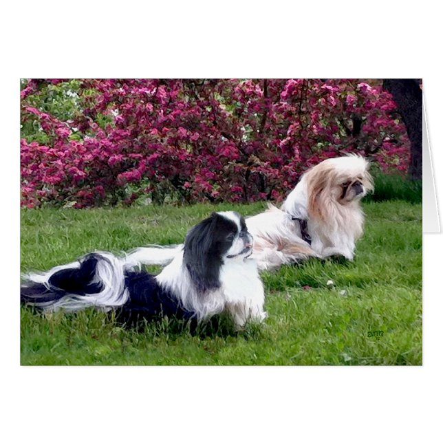 Gepartikelde Pekingees honden (Voorkant Horizontaal)