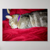 Gepasseerd Indigo Poster (Voorkant)