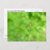 Gepatterd Orb Weaver Spider Male Briefkaart (Voorkant / Achterkant)