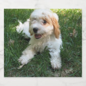 Gepersonaliseerd Cavachon Foto, Dog Bier Etiket (Enkel label)