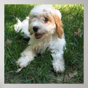Gepersonaliseerd Cavachon Photo Poster, Dog Poster