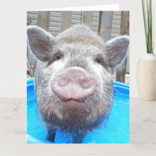 Gepersonaliseerd Schattig Wenskaart van Mini Pig Kaart