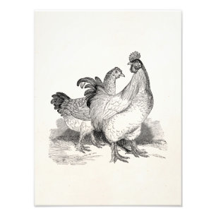 gepersonaliseerde cichenrooster cochin vogels foto afdruk