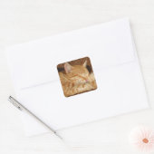 Gepersonaliseerde dierenfoto vierkante sticker (Envelop)
