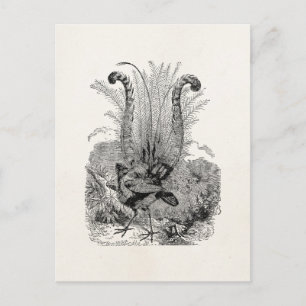 gepersonaliseerde vogelstand - Retro Lyrebird vog Briefkaart