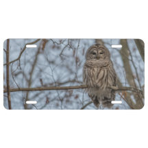 Geperste Barred Owl op een tak
