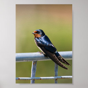 Geperste Elegantie Schuur Zwaluw op metalen hek Poster