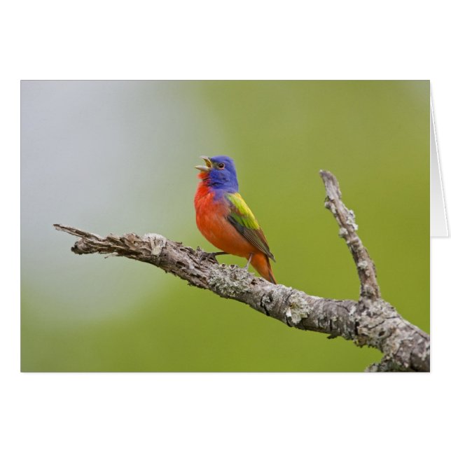 Gepilde Bunting Passerina ciris) zingend man (Voorkant Horizontaal)