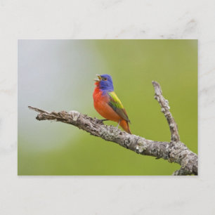 Gepilde Bunting Passerina ciris) zingend man Briefkaart